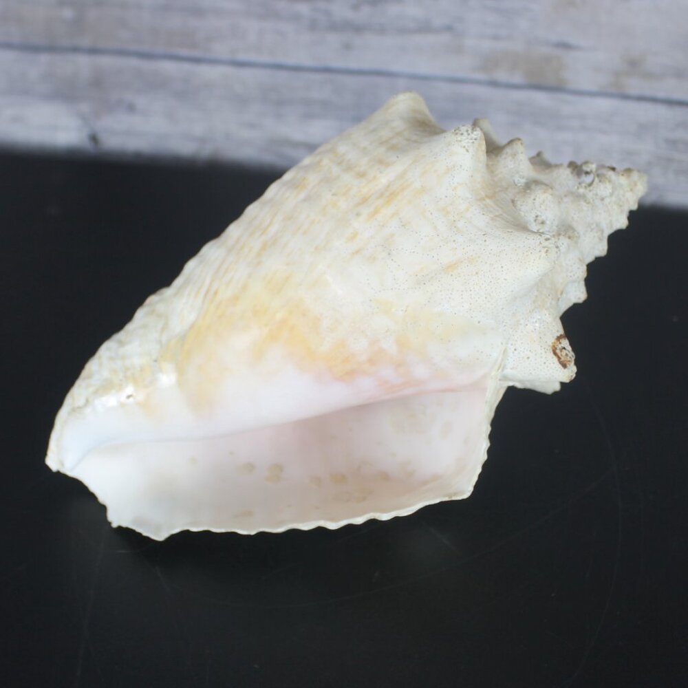 Conch Shell 10" Natural Beach Large Queen Seashell Nautical Ocean Decor Horned